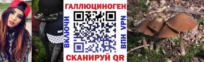 кракен вход  Шагонар  Галлюциногенные грибы Psilocybine cubensis 